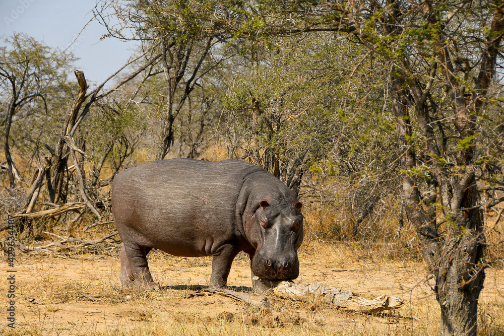 Fototapeta premium Hippopotamus walking in the bush - Kruger National Park