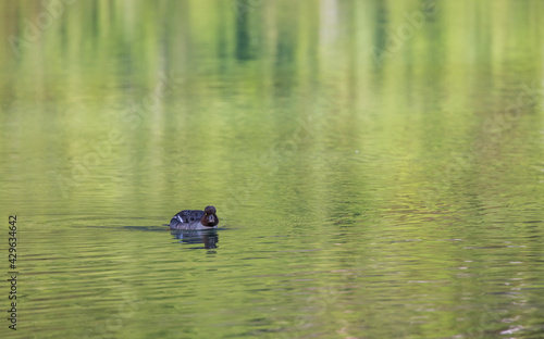 Duckling swimming on the lake 