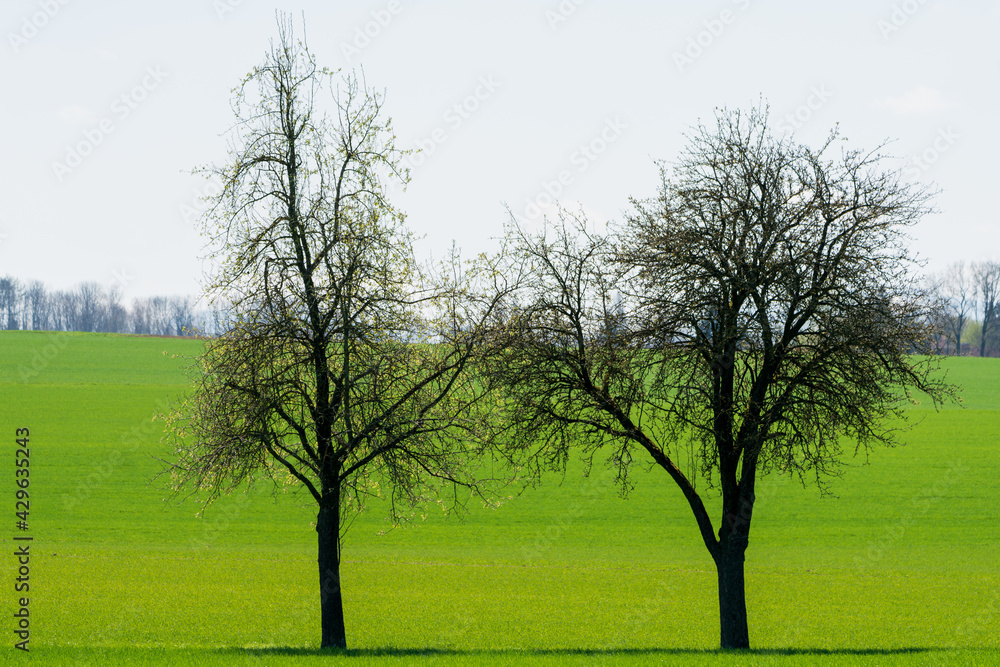 Obraz premium Bäume auf Feld