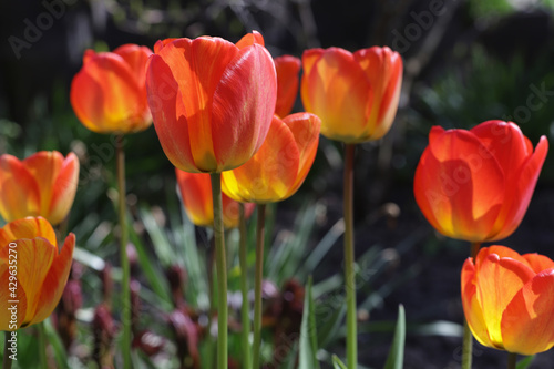 Orange tulips look like fire to celebrate King's Day in Netherlands on sunny day.