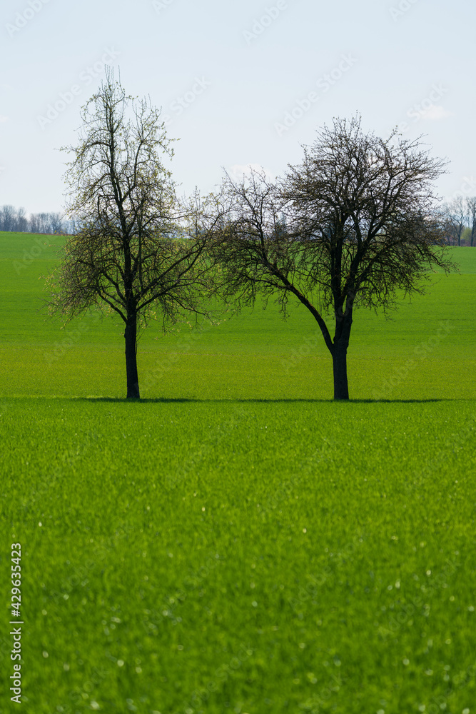 Obraz premium Bäume auf Feld