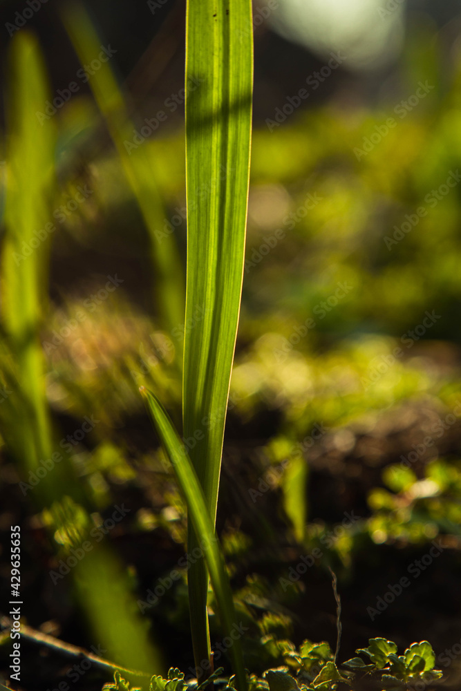 young green grass grows in the open field in the garden. Seedling greenery close-up. Lawn in macro young green grass grows in the open field in the garden. Seedling greenery close-up. Lawn in macro