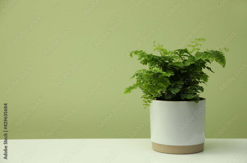 Beautiful fresh fern on white table. Space for text Beautiful fresh fern on white table. Space for text