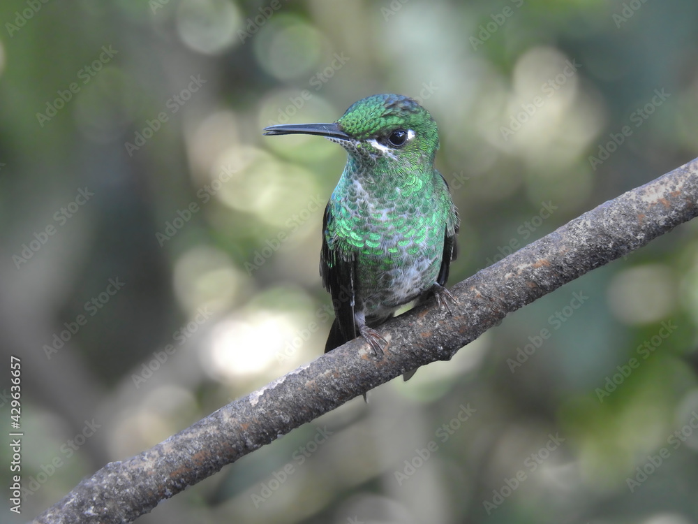 Fototapeta premium Green Crowned Brilliant (Female)