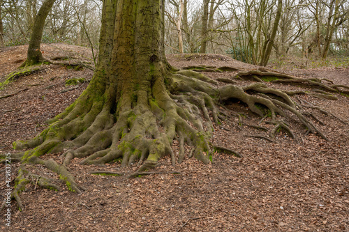 An old Oak tree in a park showing lots of its roots