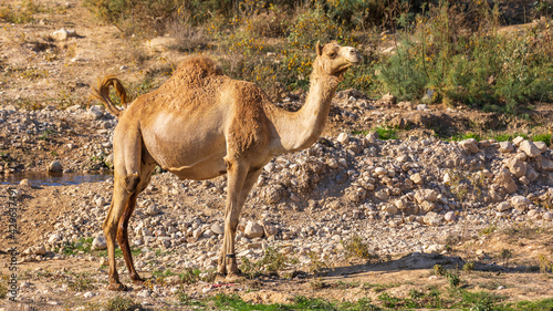 Full view on the one beautiful camel