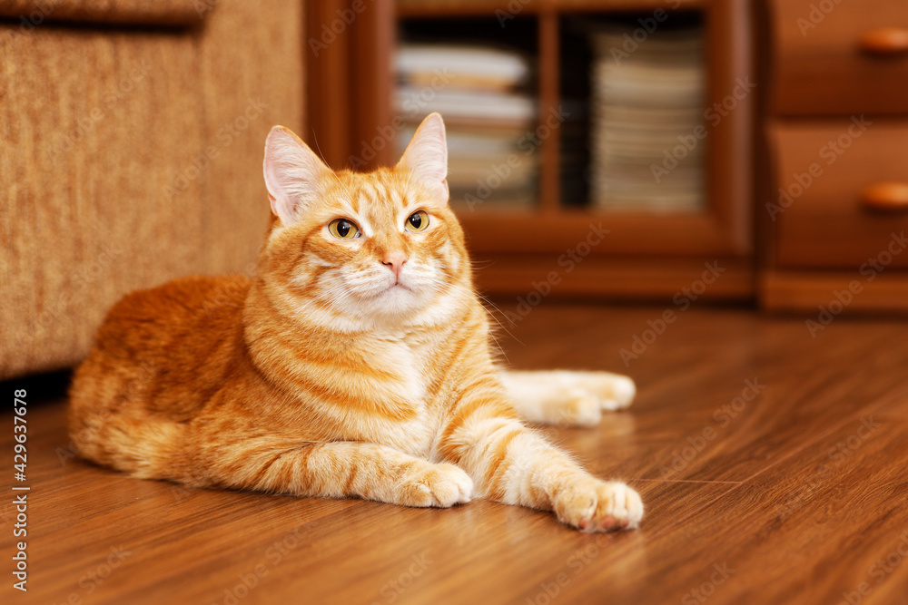 Ginger cat lies on the wooden floor at home. Shallow focus. Ginger cat lies on the wooden floor at home. Shallow focus.