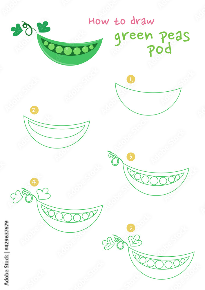 How to draw green peas vector illustration. Draw a Green peas pod step