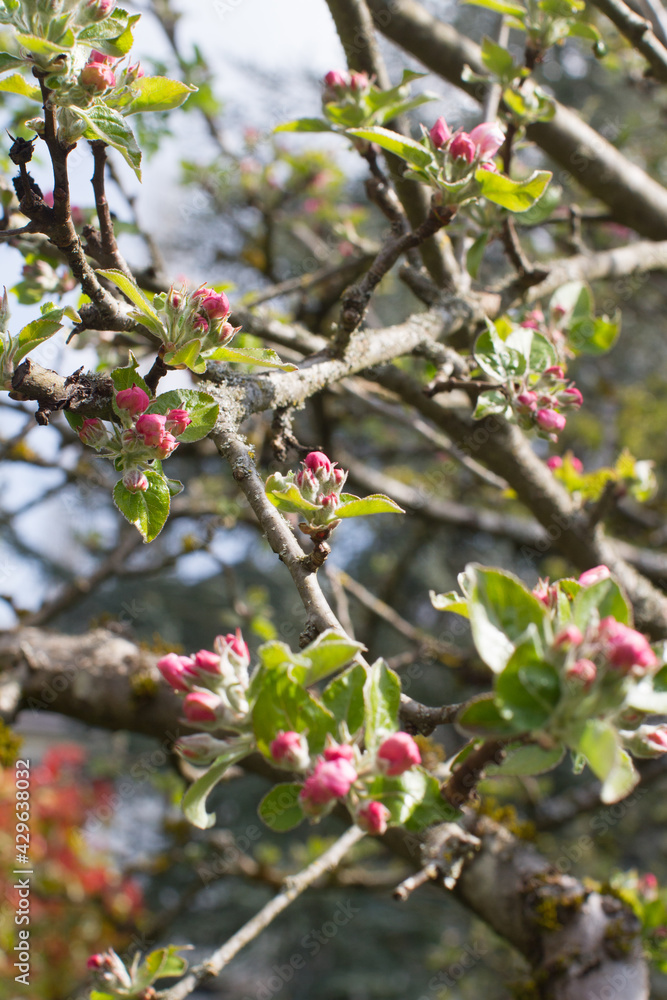 Fototapeta premium old branches of pink blossoming flowers of apple tree, springtime