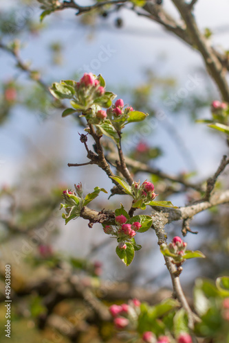 branches of pink flowering buds of apple tree, blurry background