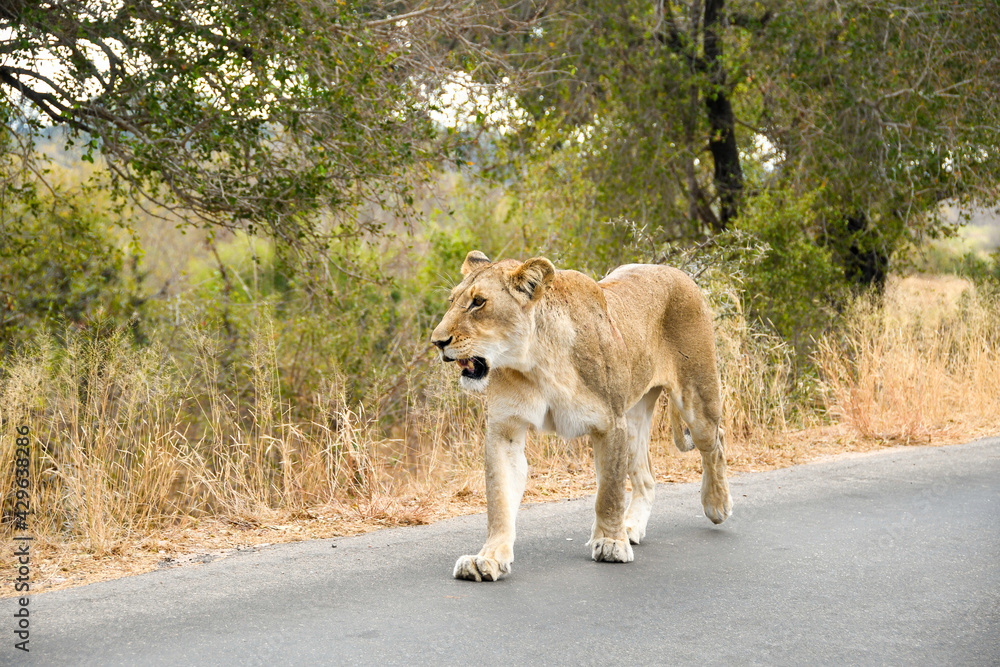 Lion - Young wild lion walking on the road in the Kruger National Park Lion - Young wild lion walking on the road in the Kruger National Park
