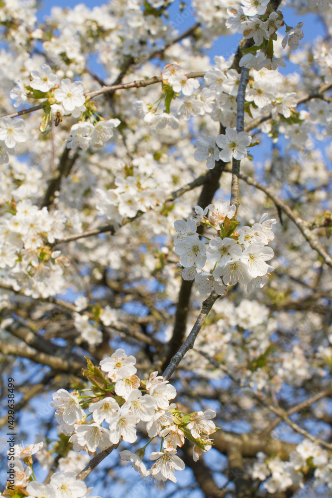 sunny branches of blossoming flowers of cherry tree for peace sunny branches of blossoming flowers of cherry tree for peace