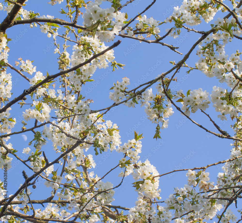 springtime floral wallpaper of cherry blossom tree over beautiful sky springtime floral wallpaper of cherry blossom tree over beautiful sky