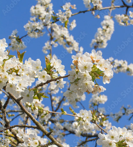 branches of blossoming flowers of cherry tree in springtime, square