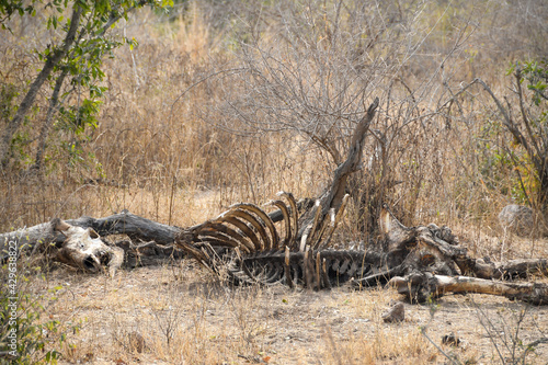 Remains of a dead girafe in the Kruger National Park. Skeleton and bones.