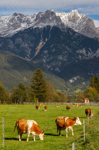 Pasture with cows under Austrian Alps nearby Bischofshofen