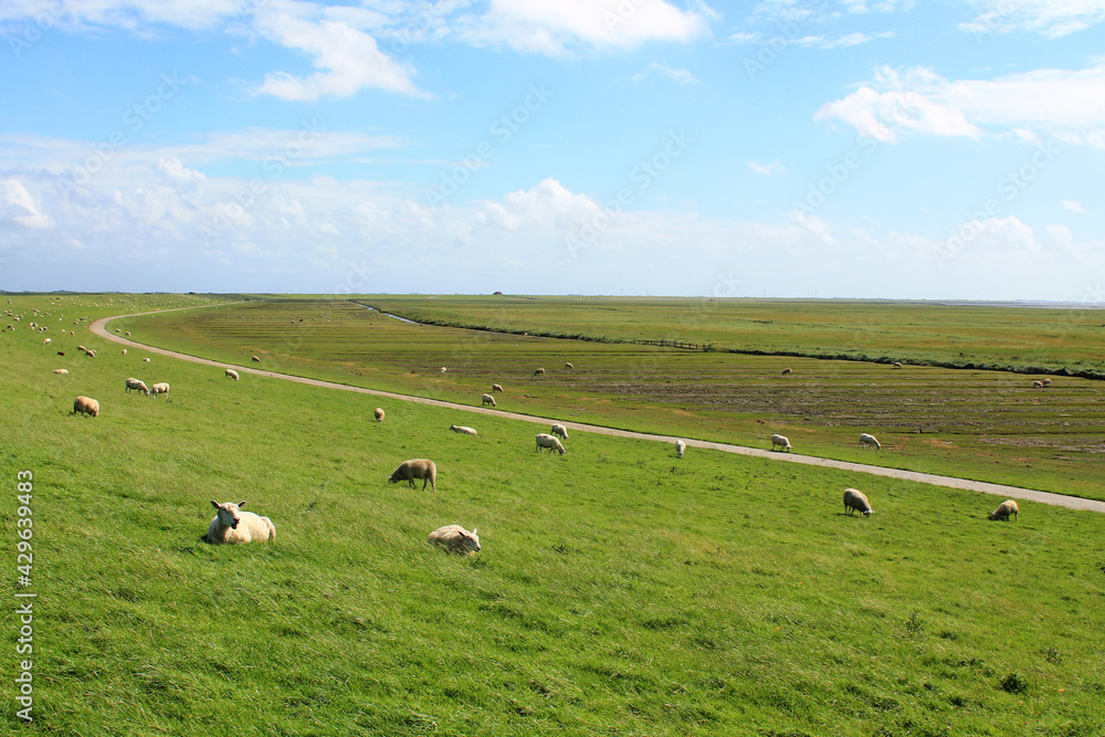 North Sea Cycling Route (Nordseeküstenradweg) between Niebüll and Husum | Cycling route viewed from the dyke with sheep in the background North Sea Cycling Route (Nordseeküstenradweg) between Niebüll and Husum | Cycling route viewed from the dyke with sheep in the background