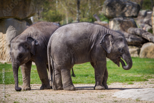 young baby elephants in the park