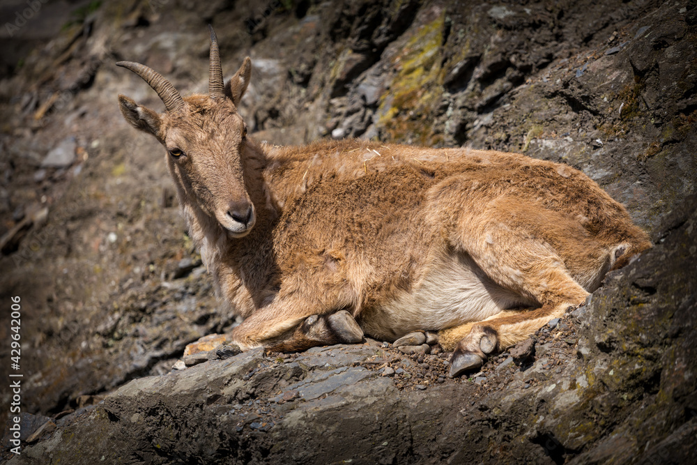 mountain goat portrait in mouintain mountain goat portrait in mouintain
