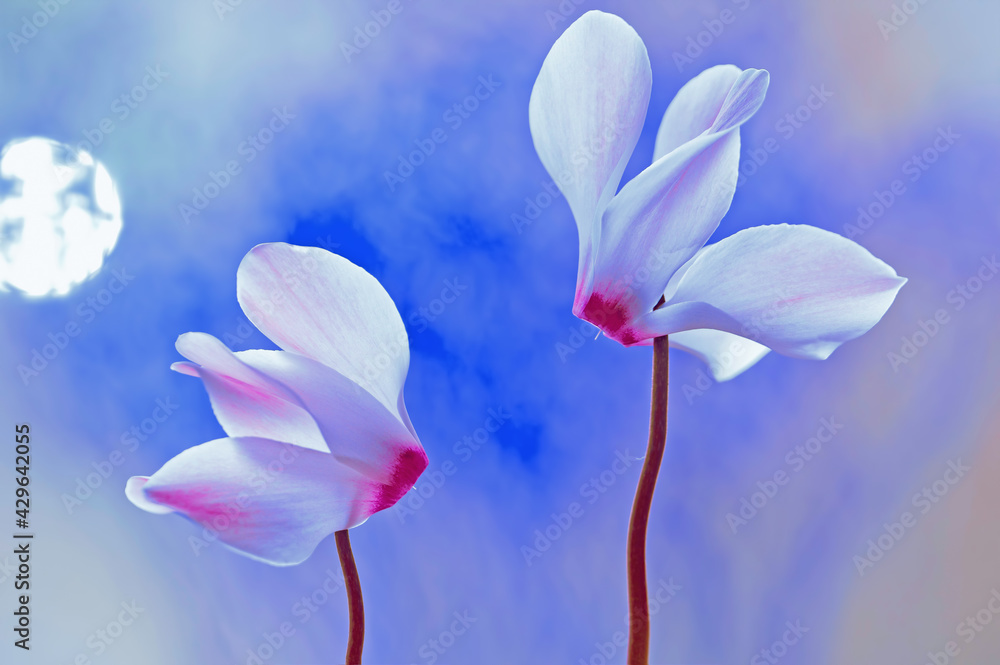 Kwiaty Cyklamen perski (Cyclamen persicum Mill.) - obrazy, fototapety, plakaty 