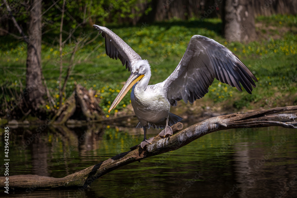 Fototapeta premium white pelican portrait in action