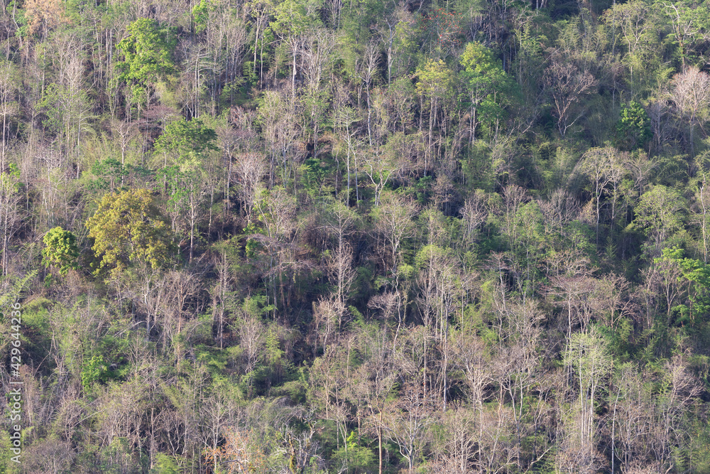Fototapeta premium Summer forest surface on the mountains in Thailand, most of the trees have fallen leaves, making forest fires easy to spread.