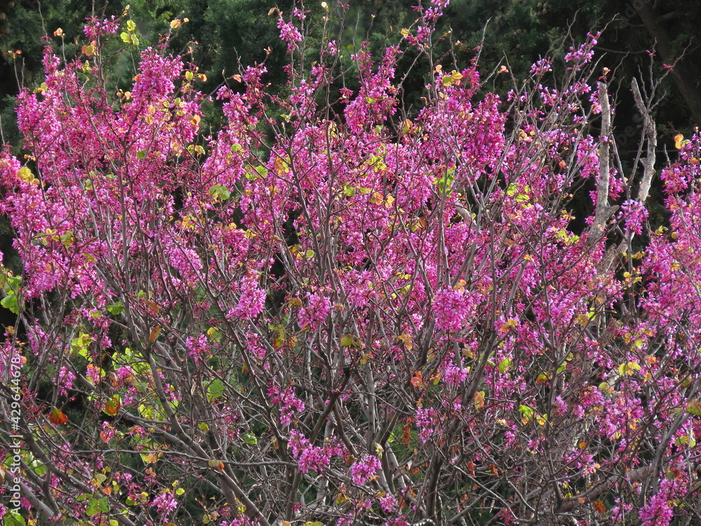 Obraz premium Beautiful blooming pink Judas tree (Cercis European) in spring in Israel close-up.