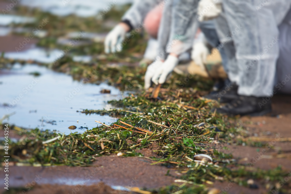 Obraz premium Process of cleaning up the shore beach line from litter garbage rubbish trash, group of eco volunteers remove oil products leak spill, plastic waste and dump removing, ecological problems concept