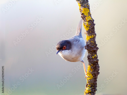 Curruca cabecinegra photo