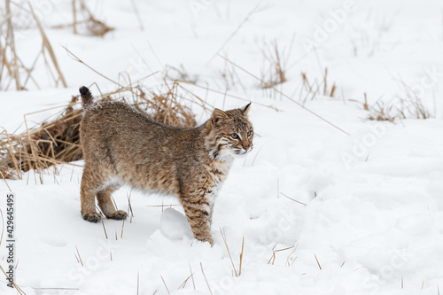 Bobcat  Lynx rufus  Stands in Snow Looking Right Winter