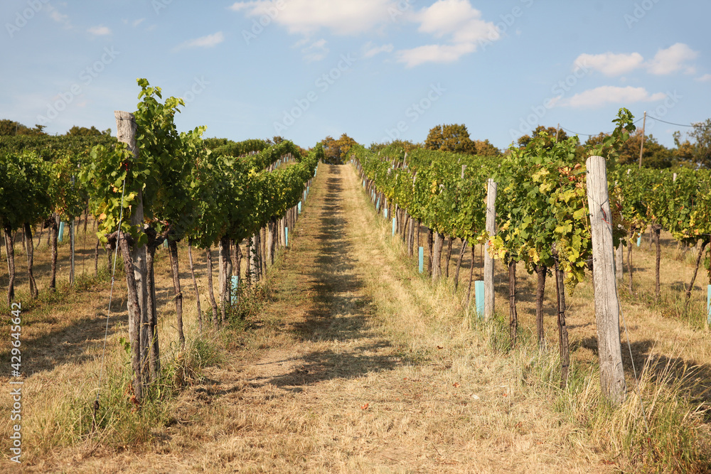 Grape trees growing in a vineyard garden, wine industry Grape trees growing in a vineyard garden, wine industry