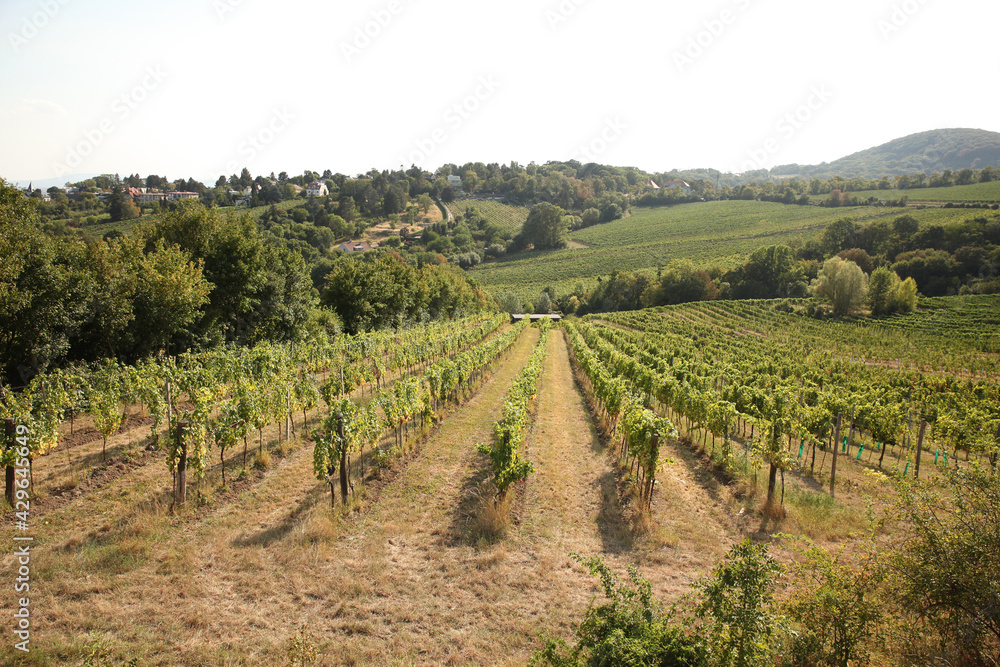 Grape trees growing in a vineyard garden, wine industry