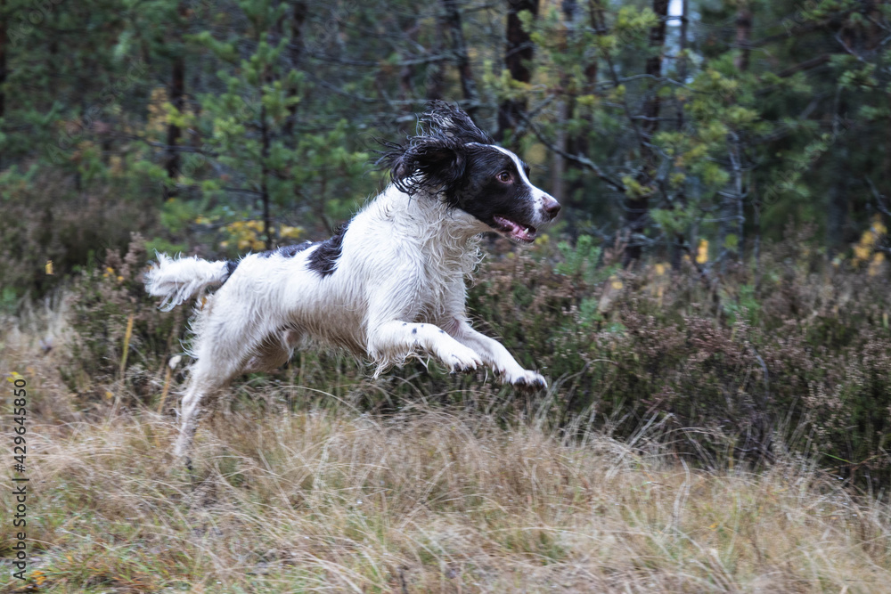 dog, Springer Spaniel, jumping over the grass in the forest, joyful and contented dog, Springer Spaniel, jumping over the grass in the forest, joyful and contented