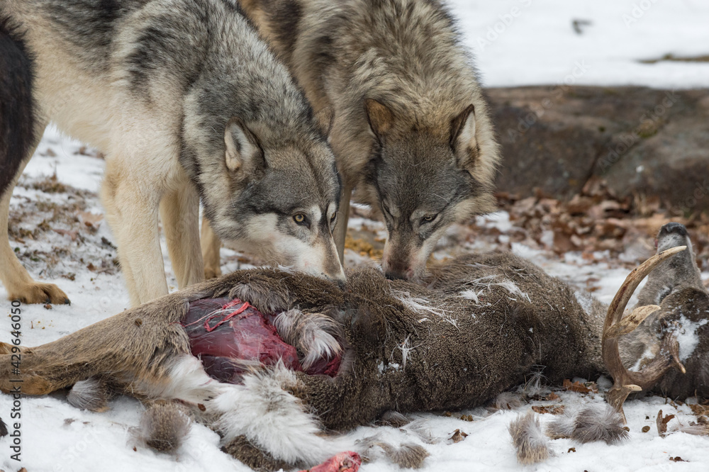 Fototapeta premium Grey Wolves (Canis lupus) Next to Each Other at White-Tail Deer Carcass Winter