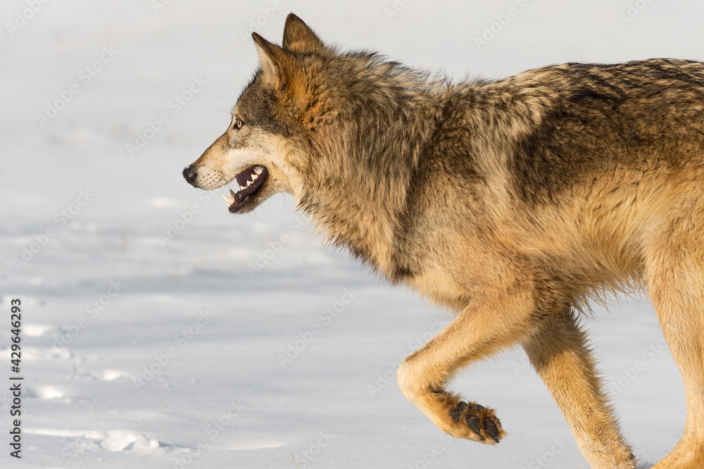 Grey Wolf (Canis lupus) Trots Left in Field Winter