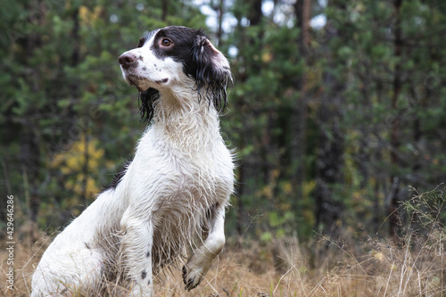 springer spaniel dog sits in the forest on the grass, autumn, day