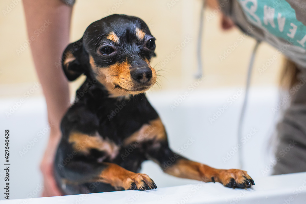 Process of bathing small breed dog