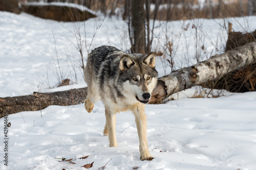 Grey Wolf (Canis lupus) Trots Forward After Jumping Over Log Winter © hkuchera