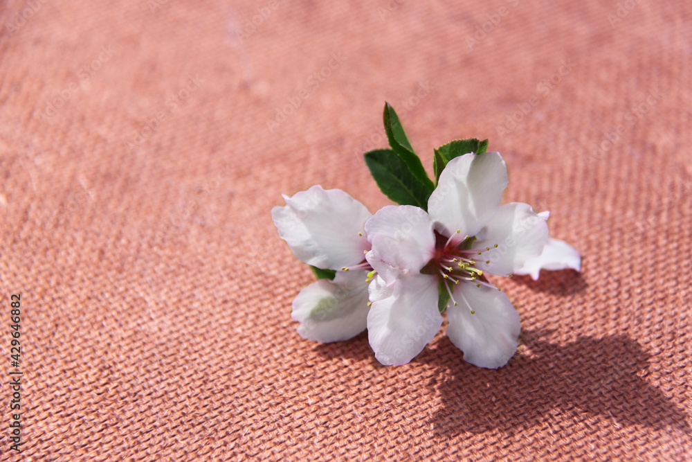 Fototapeta premium Almond tree flower on pink textured surface with text space