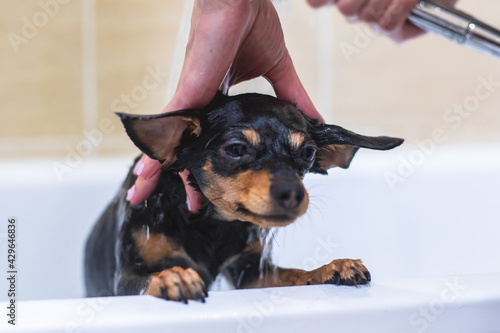 Process of bathing small breed dog © tsuguliev