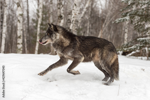 Black Phase Grey Wolf (Canis lupus) Runs Left Licking Chops Winter © hkuchera