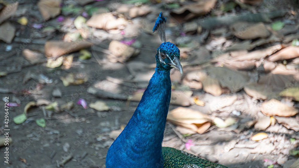 Obraz premium Close-up male peacock's head 2