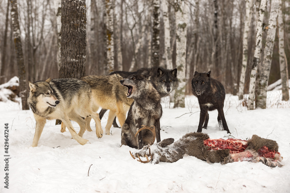 Fototapeta premium Black Phase Grey Wolf (Canis lupus) Gathers Vocalizing Around Deer Carcass Winter