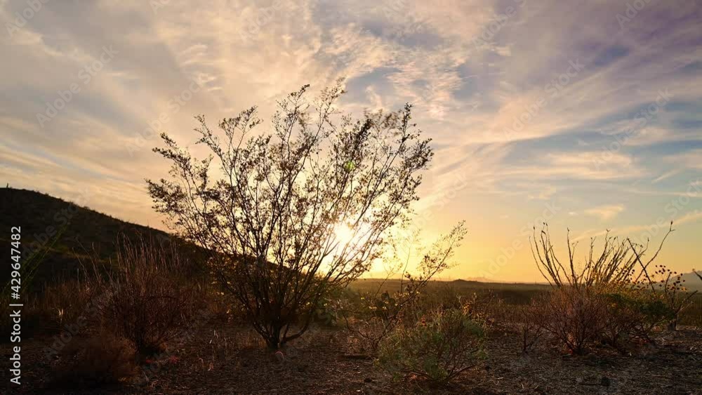 Slow tilt up shot of bush in Arizona desert at sunset moving in wind Slow tilt up shot of bush in Arizona desert at sunset moving in wind