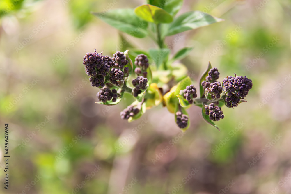 Branch of unopened lilac flowers on blurred background. Branch of unopened lilac flowers on blurred background.