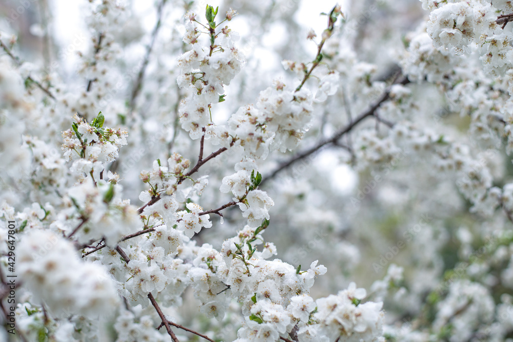 Closeup white flowers under April snow on fruit tree. Amazing spring background.