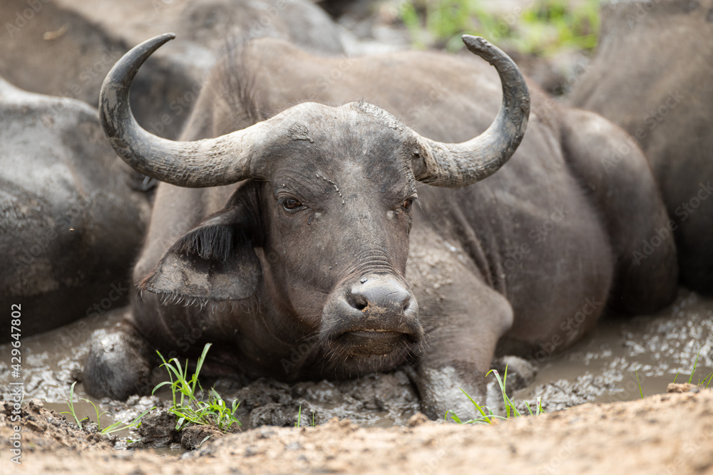 Obraz premium Cape Buffalo seen on a safari in South Africa