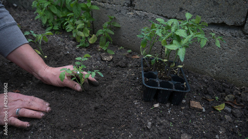 hands dirty with earth of a woman who in the garden is planting green seedlings of tomatoes