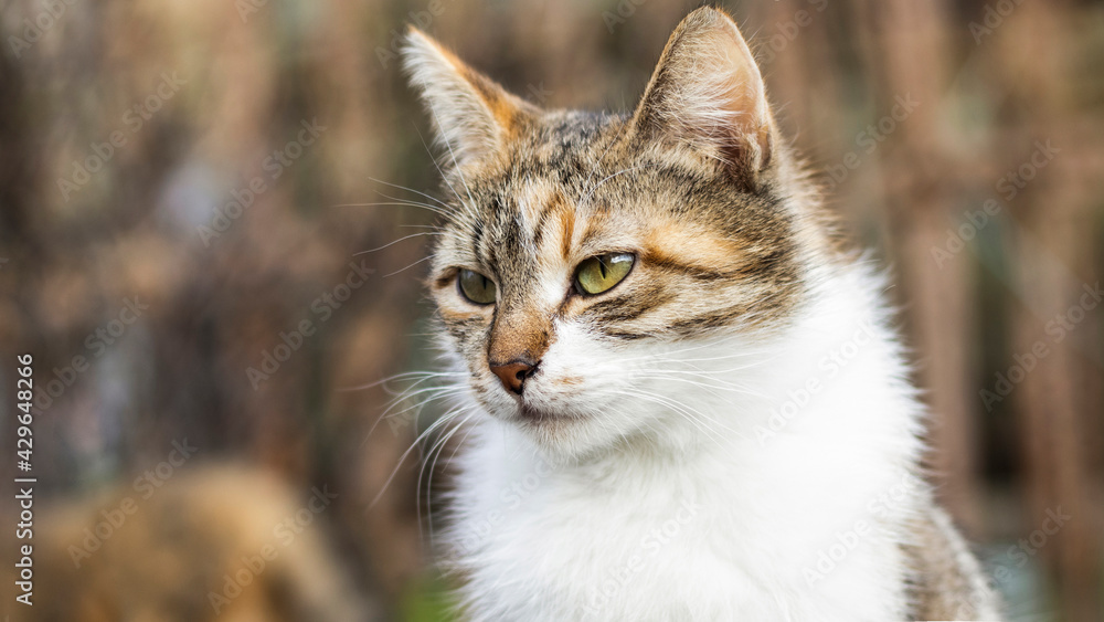 A beautiful homeless cat walks in nature, in the countryside, on the grass. Sunny day, a cat in the shade under a tree. Close-up, blurred bokeh background.