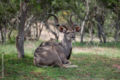 Kudu Male seen resting on a safari in South Africa